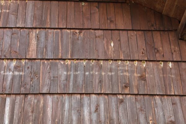Woodpecker Hole Filling in San Angelo