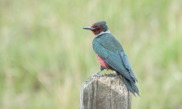 Woodpecker Hole Patching in San Angelo