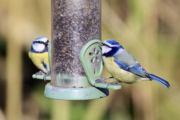 Bird Feeder Mounting Service in San Angelo