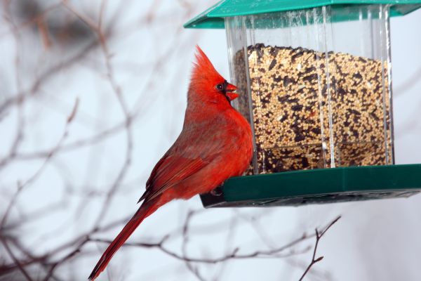 Bird Feeder Hanging in San Angelo