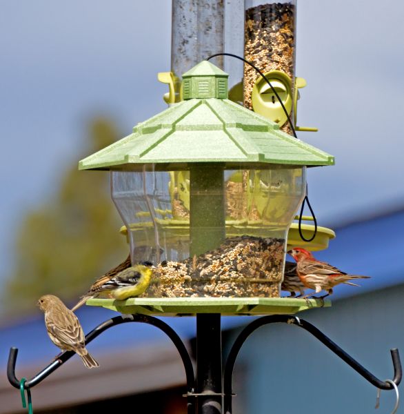 Bird Feeder Installation in San Angelo